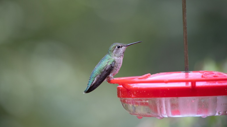 hummingbird at feeder