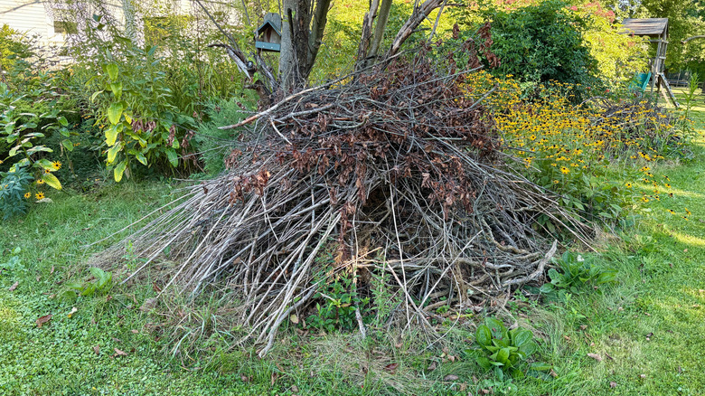 A brush pile creates wildlife habitat in a backyard