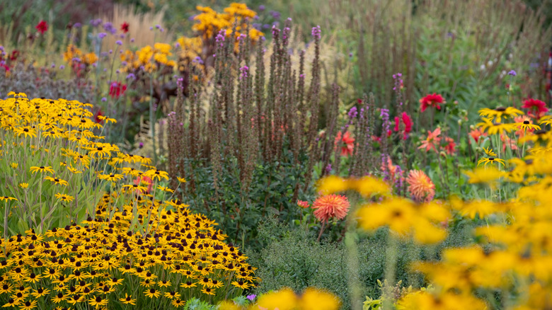 Garden full of colorful, wildlife-friendly flowers