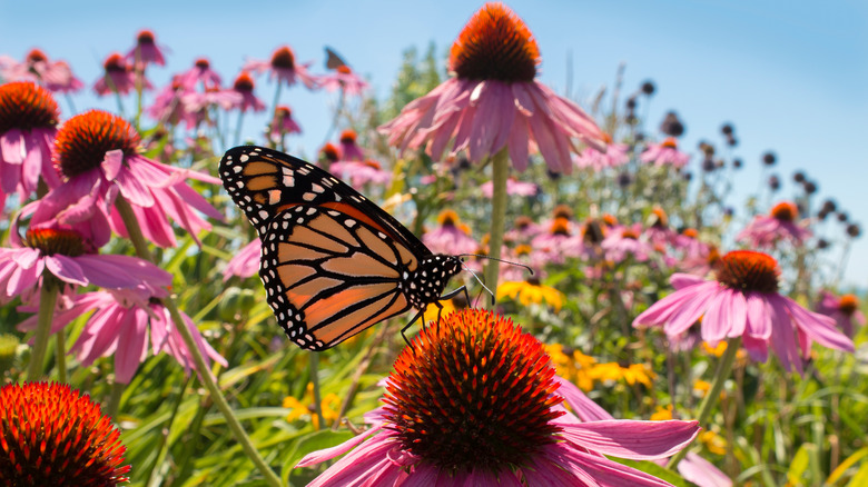 Monarch butterfly sipping nectar