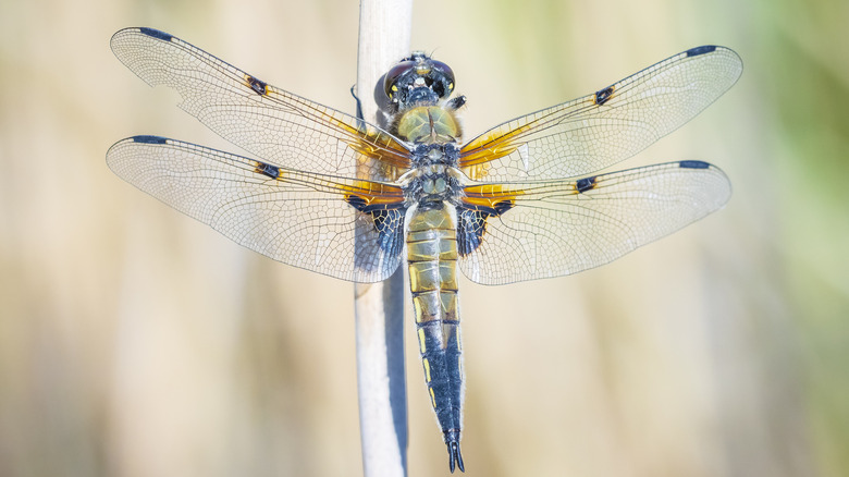 Close up of dragonfly