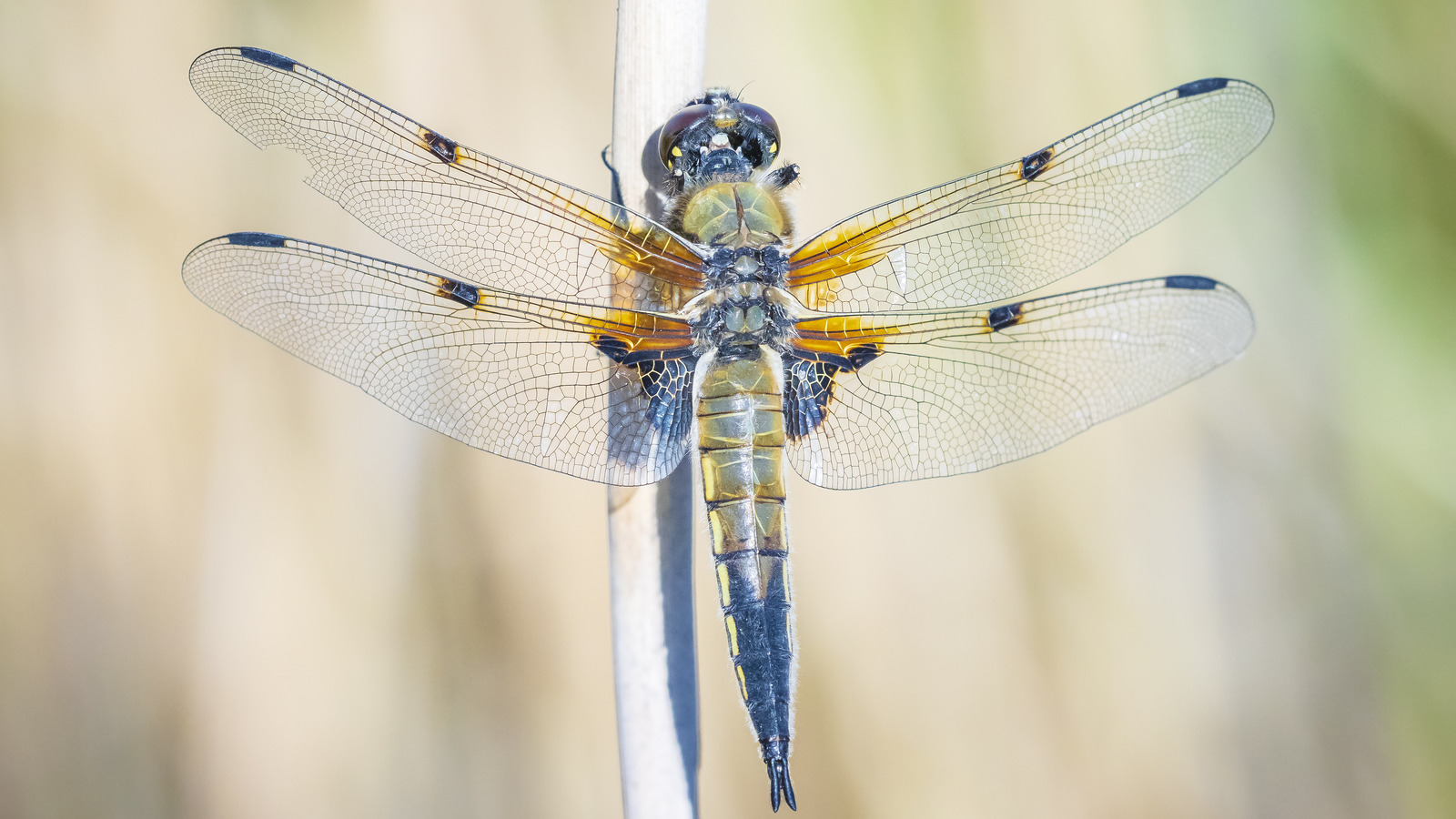How To Turn Your Garden Into A Dragonfly Habitat House Digest News