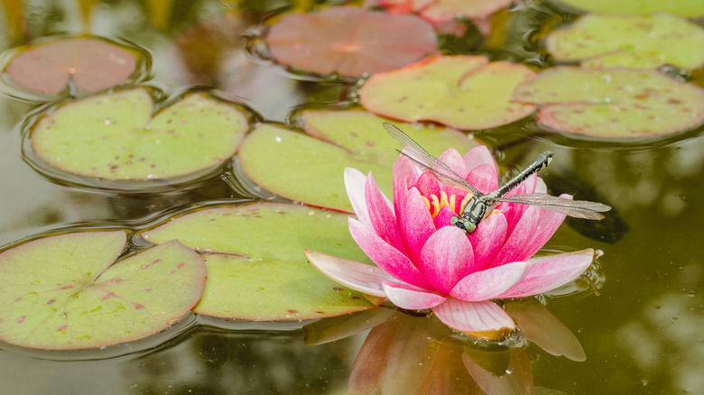 Dragonfly on lotus flower