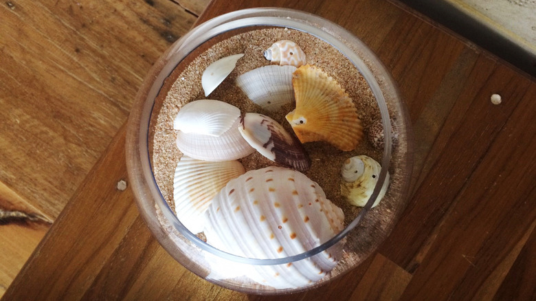 seashells in clear jar
