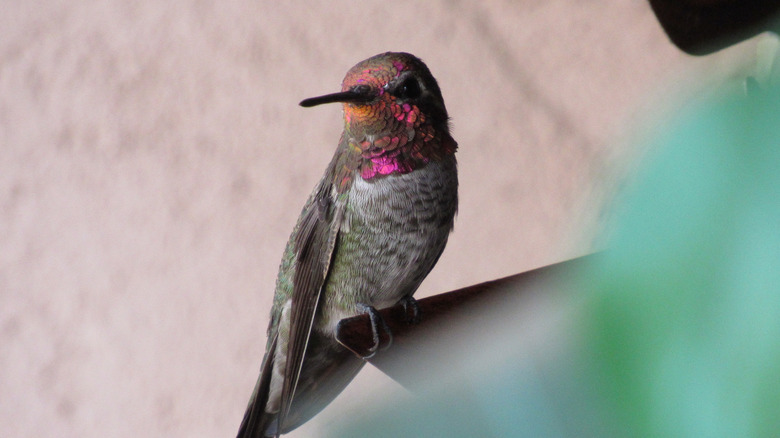 Close-up of a colorful hummingbird perched on a blurred corner