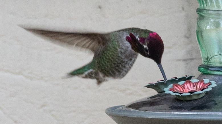 A hummingbird with a pink-violet head sips nectar from a feeder