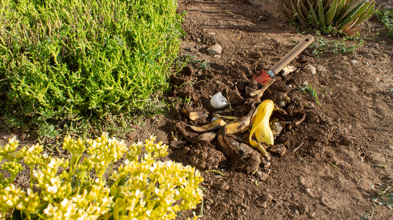 banana peel in the garden