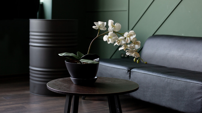 A living room with moody grey sofa, dark green walls and a dark coffee table with a white orchid on it.