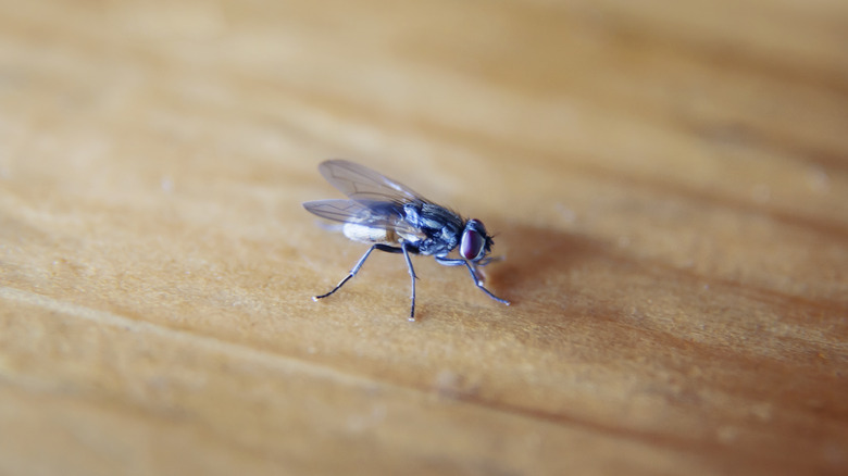 fly on table