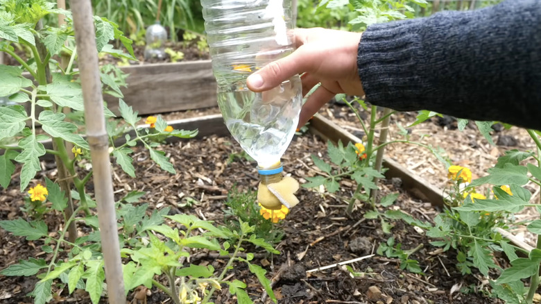 Plastic bottle and sponge used to water vegetables