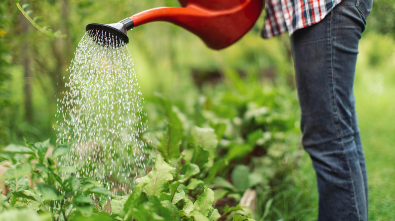 Green vegetables being watered with a red watering can