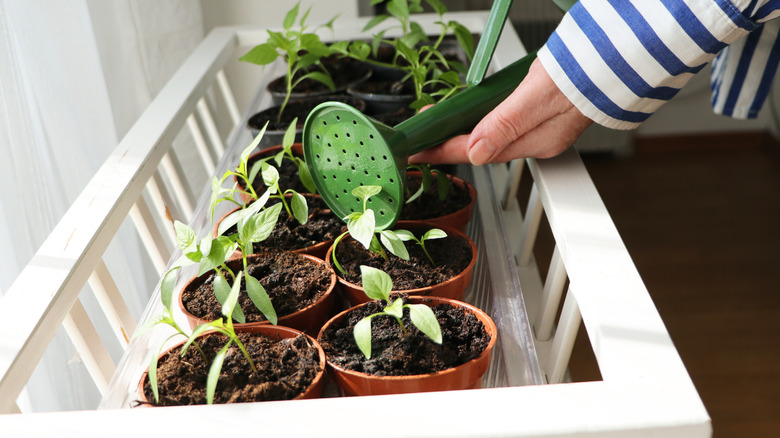 A gardener using a large watering can to water small pepper seedlings indoors.