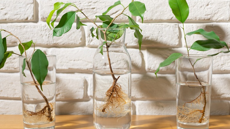 plants propagating in glass jars