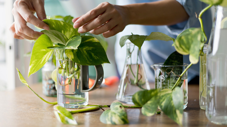 person propagating plants in jars