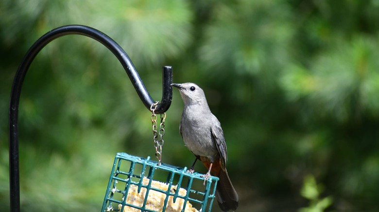 Bird using feeder on a shepherd's hook