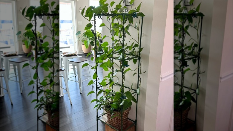 A pothos growing up and around a tomato cage near the kitchen of a home.