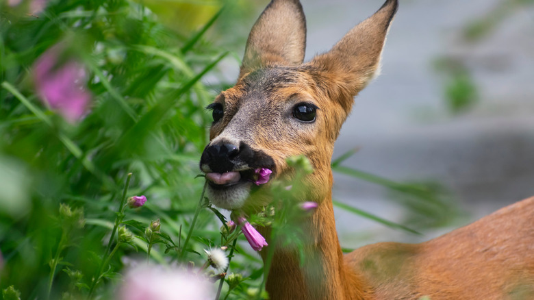 deer eating garden plants