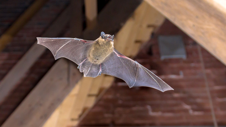 bat flying in home's attic