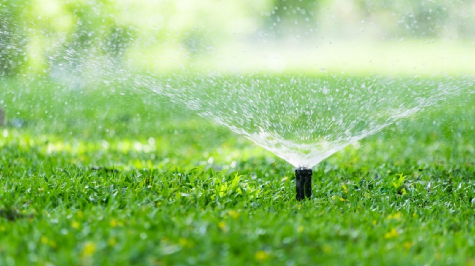 How To Use An Empty Tuna Can To Adequately Water Your Lawn – House Digest