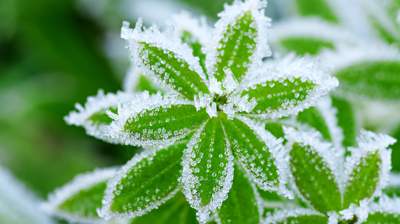 plant covered in frost