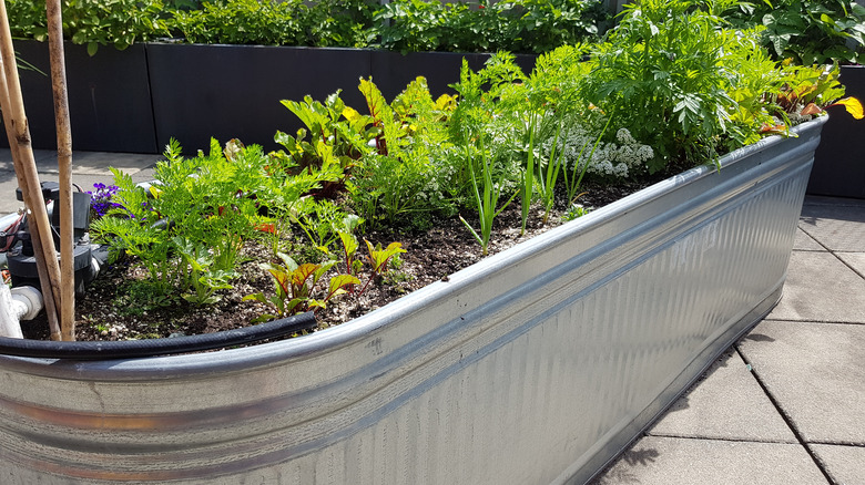 cattle trough planter