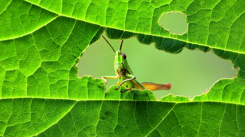 grasshopper on chewed leaf