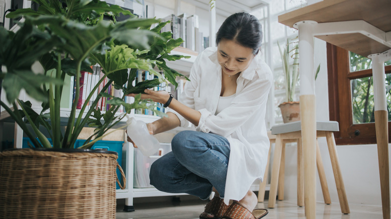 houseplant with chopsticks