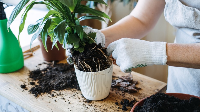 root-bound houseplant