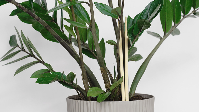 houseplant with chopsticks
