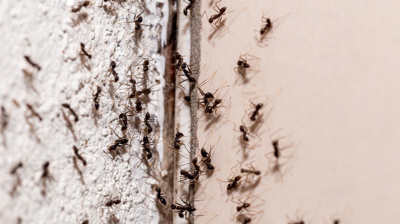 Ants climbing through crack