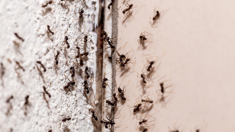 DON'T KILL the ants in your home!! ❌