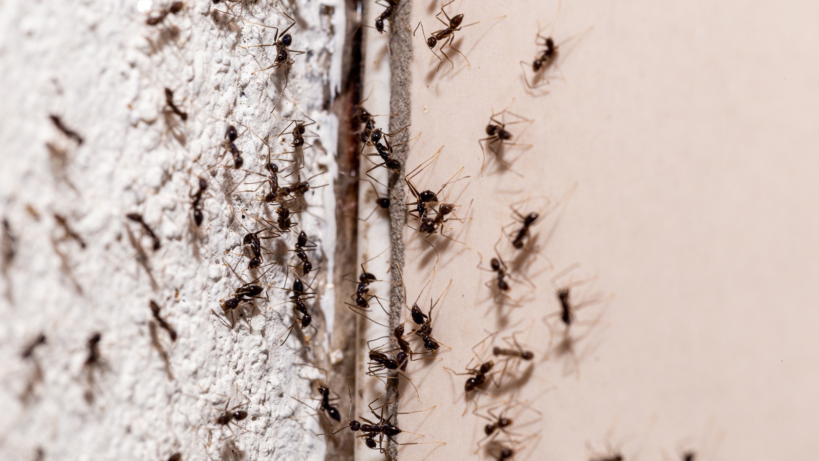 How To Use Cinnamon Keep Ants Out Of