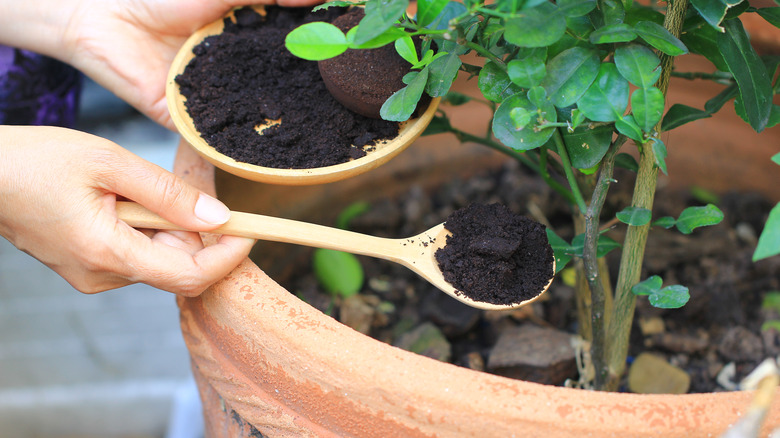 Coffee grounds for potted plant