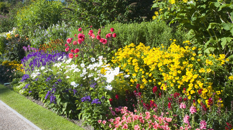 Colorful English garden in bloom.