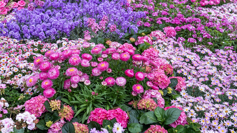 Colorful flower bed in bloom.