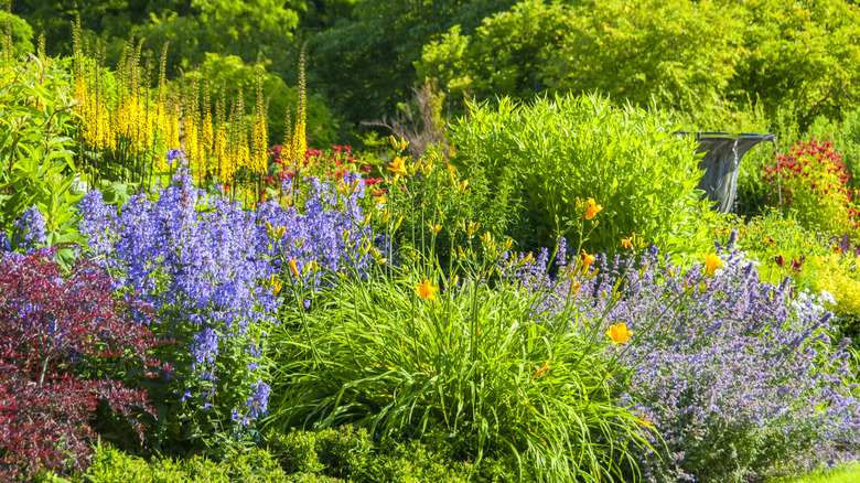Garden in summer with flowering perennials.