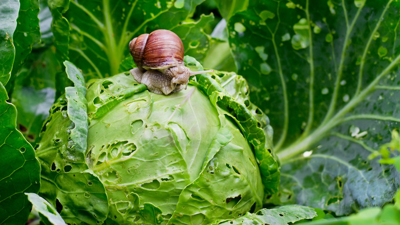 garden snail on destroyed cabbage