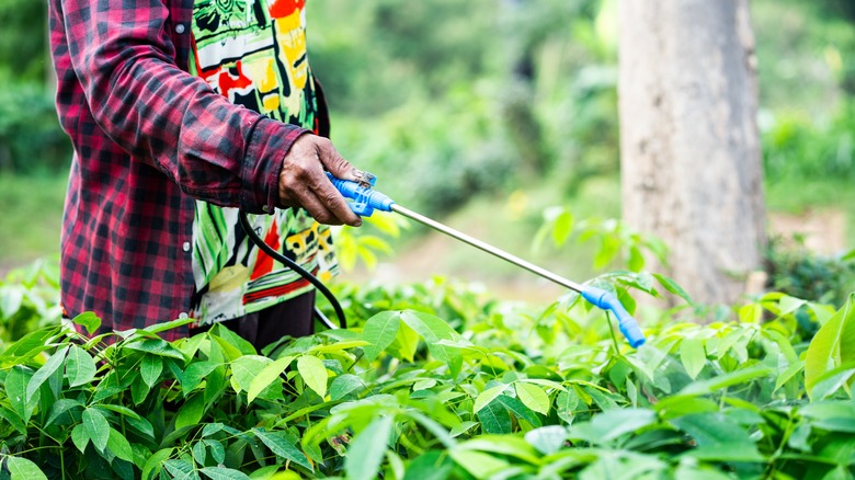 Pesticide application in agriculture rural area