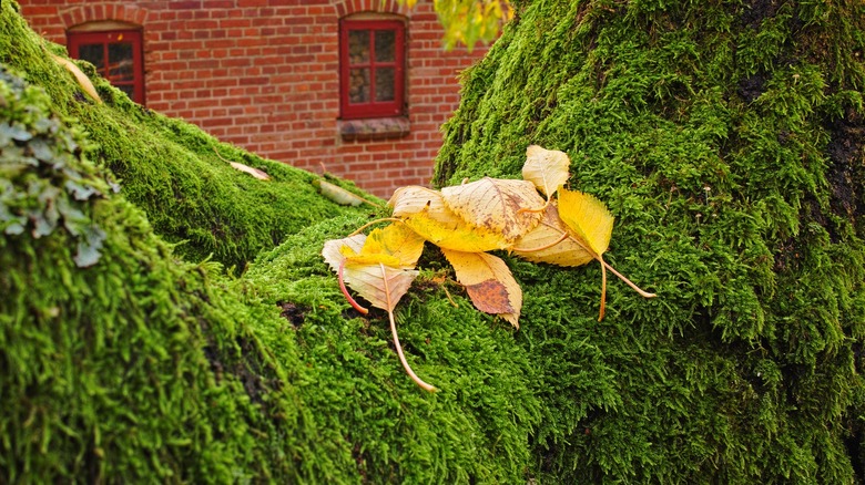 moss covered tree home autumn