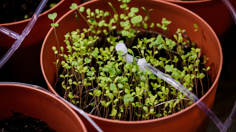 Drip irrigation in a planter