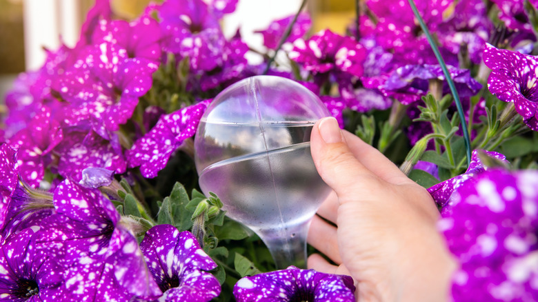 A person inserts a watering globe into a container plant