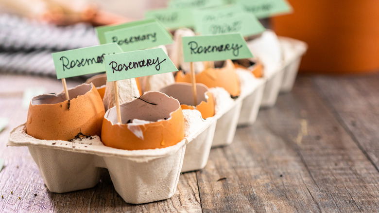 rosemary seeds in eggshells