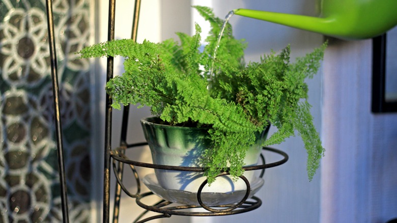 Watering fern in iron planter