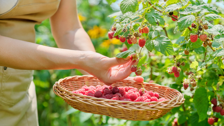 woman harvesting raspberries