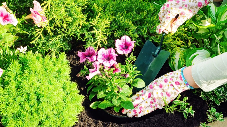 planting pink annuals in garden