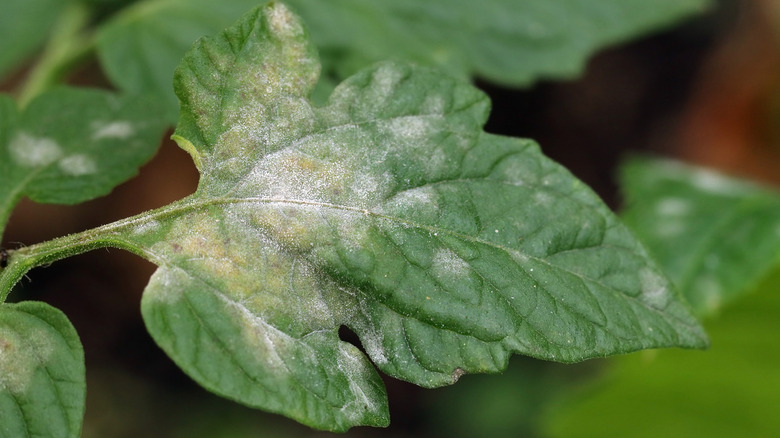 powdery mildew on tomato plant