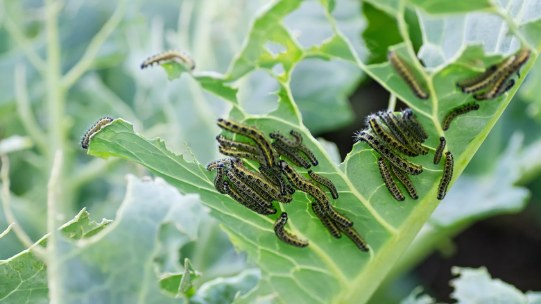 cabbage worms on plant