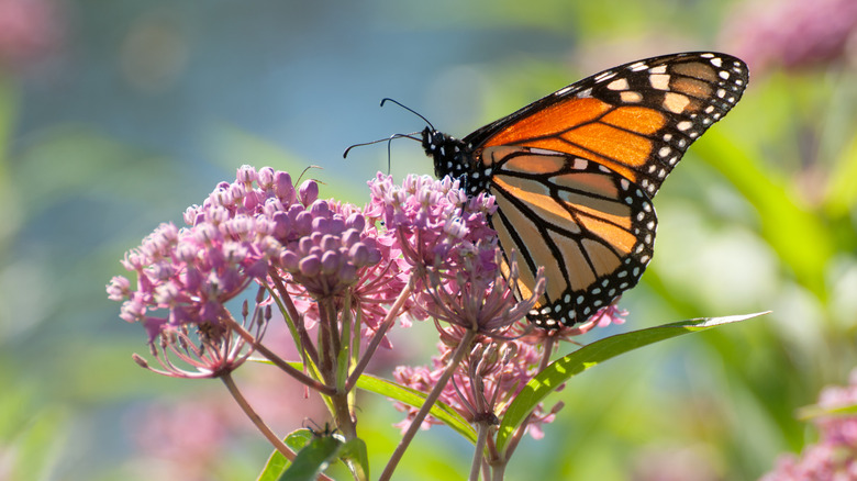 monarch butterfly on milkweed