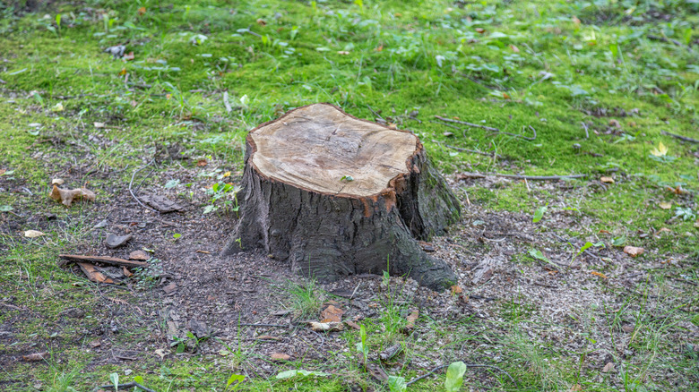 Wooden stump of a deciduous tree in a yard
