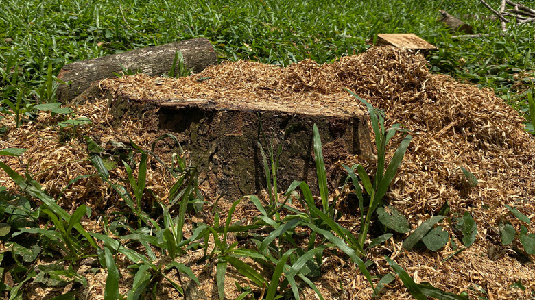 Tree stump with wood shavings and grass